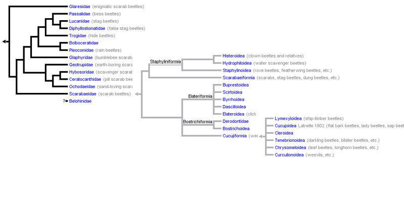 Beetle phylogenetic tree