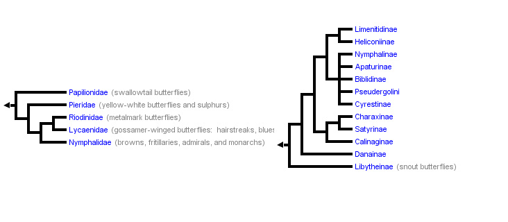 Nymphylidae phylogenetic tree