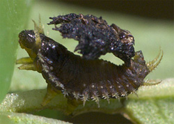 Plagiometriona clavata larva with shield
