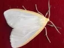 model moth