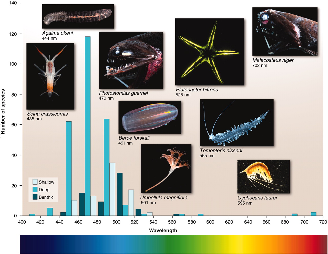 Distribution of bioluminescent species across the sea zones