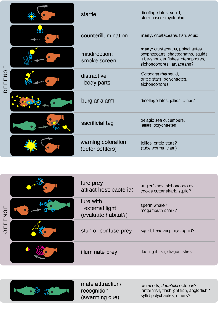 Descriptive cartoon of various uses for bioluminescence, courtesy of  The Bioluminescence Website.