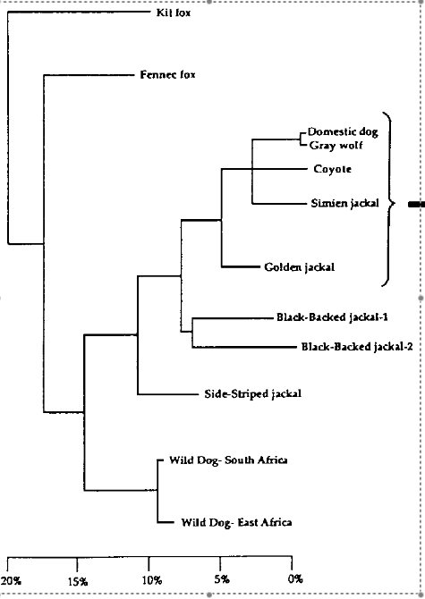 Phylogeny of the CAnids