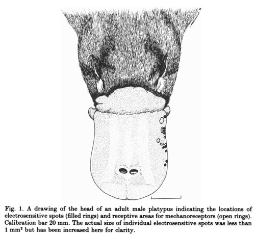 platypus bill receptors