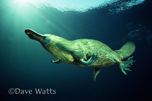 Platypus Diving Copyright Dave Watts
