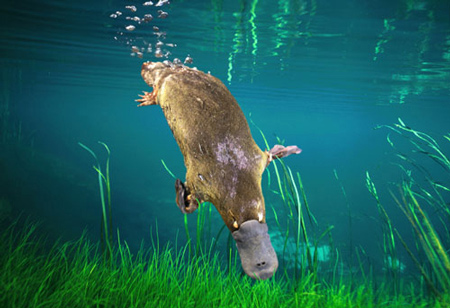 Platypus Diving Copyright Dave Watts Photography