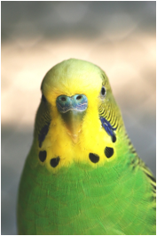 normal_budgie_head