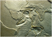 archeopteryx_fossil