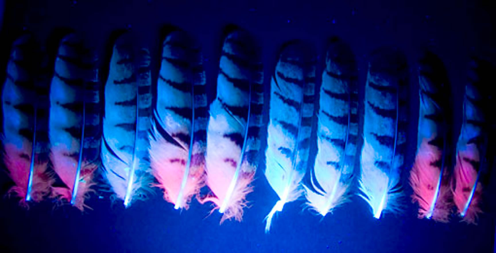 owl feathers glowing under UV light
