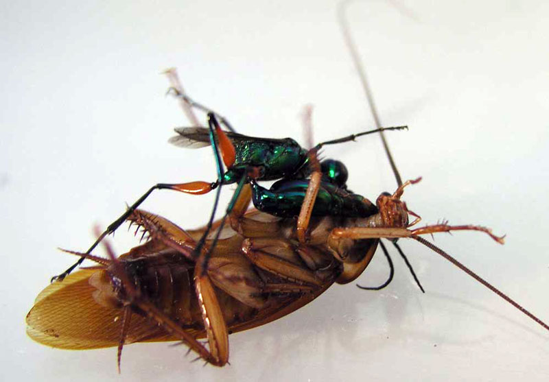 Jewel wasp stinging a cockroach