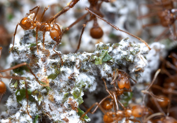 ant and fungus