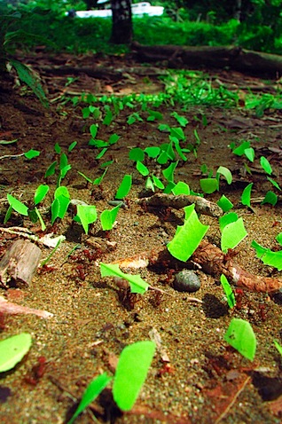 leafcutter ants attack!