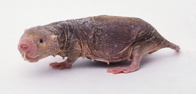 Naked Mole-Rat White BG