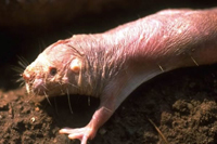 Naked Mole-Rat Digging