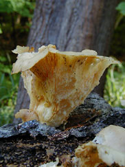 fungi image