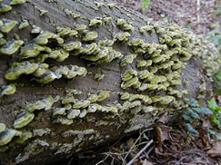 fungi image