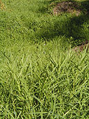 canarygrass image