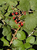 blackberry image