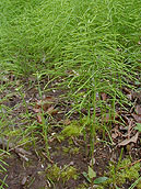 Common Horsetail image