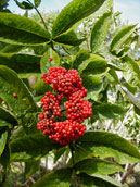 Red Elderberry image