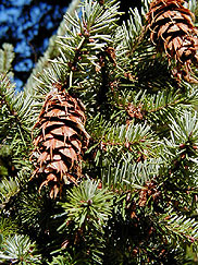 Douglas-fir Pseudotsuga menziesii image