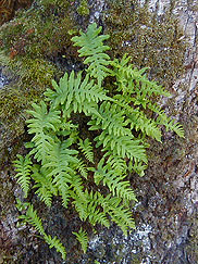 Licorice fern image
