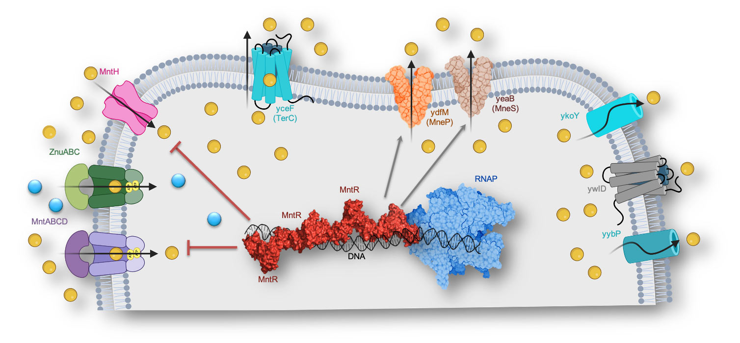 A scientific diagram depicting cell functions