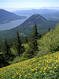 Dog Mountain Trail, Columbia River Gorge