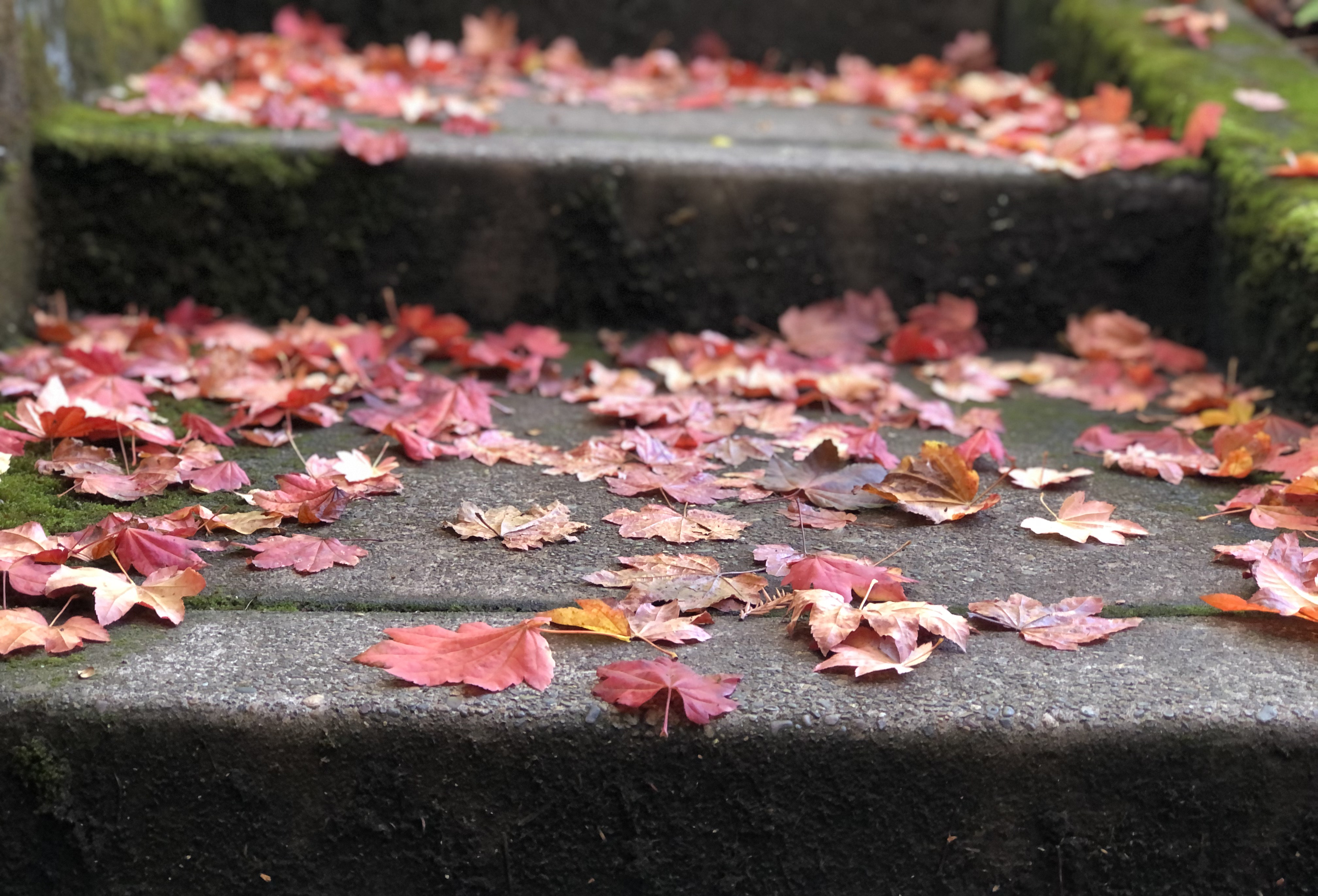 maple leaves on stairs outside of Reed College Library
