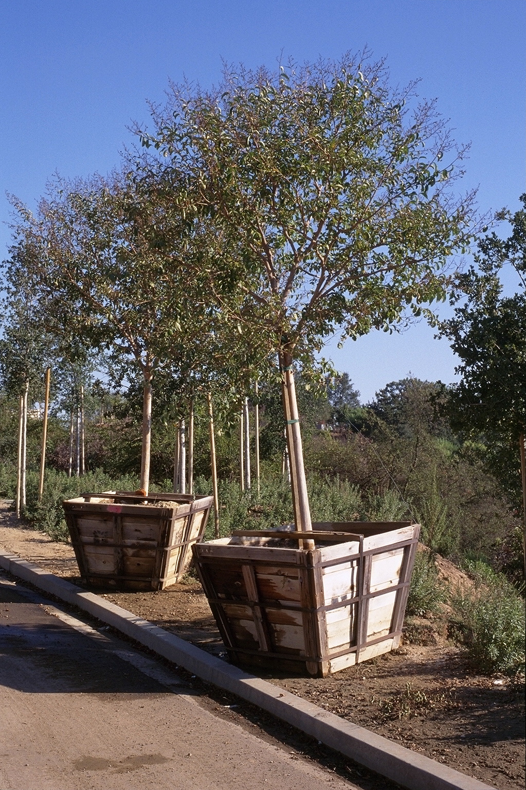 Crate Murrals Tree Architecture of the Getty Center