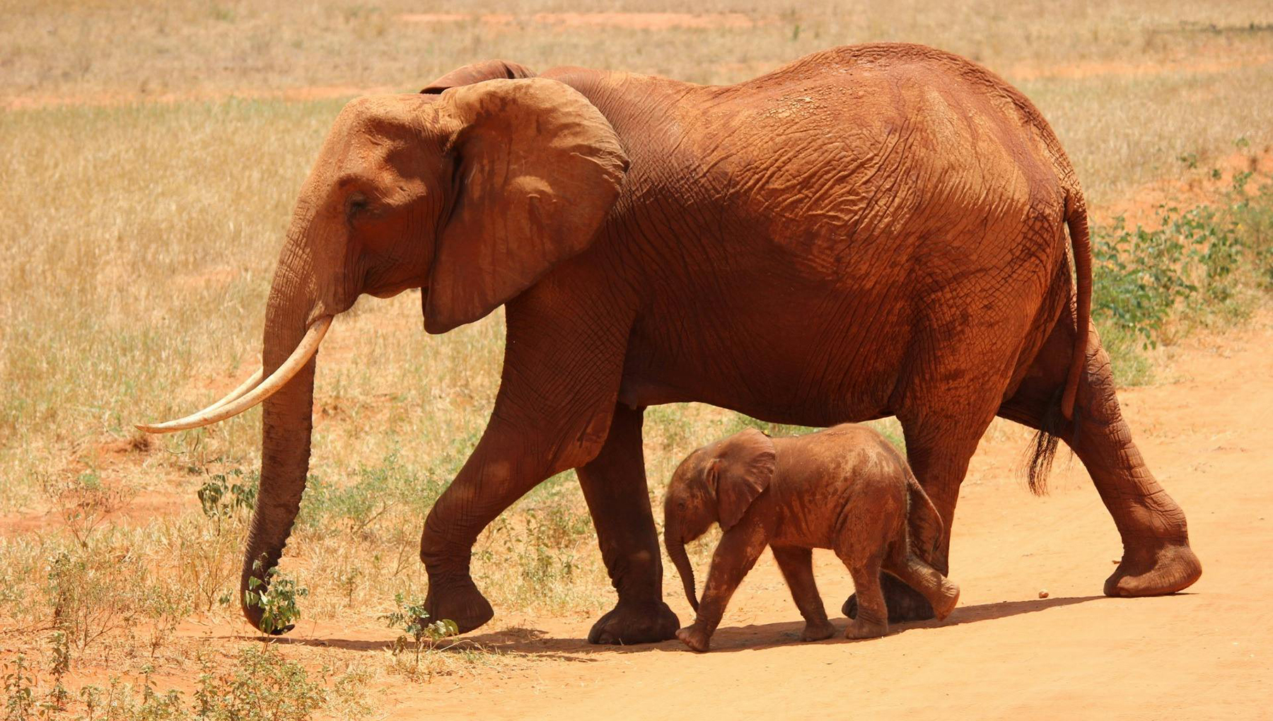 An adult elephant and baby elephant walking on African savanna plains.