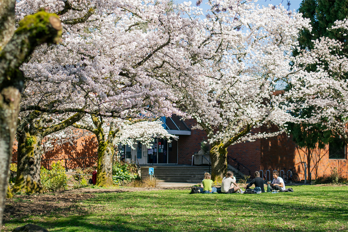 Experience Cherry Blossoms at Reed This Spring