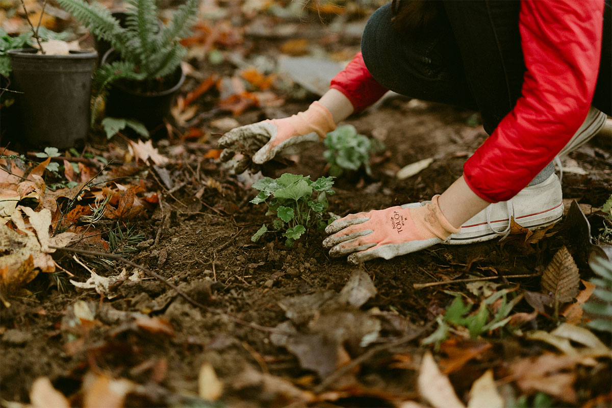 Someone wearing gloves works in the dirt among dried leaves in the Reed canyon.
