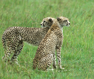Lemmo's Cheetahs