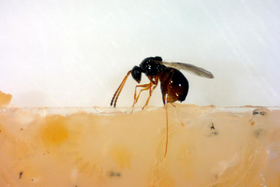 Parasitic Wasp 
