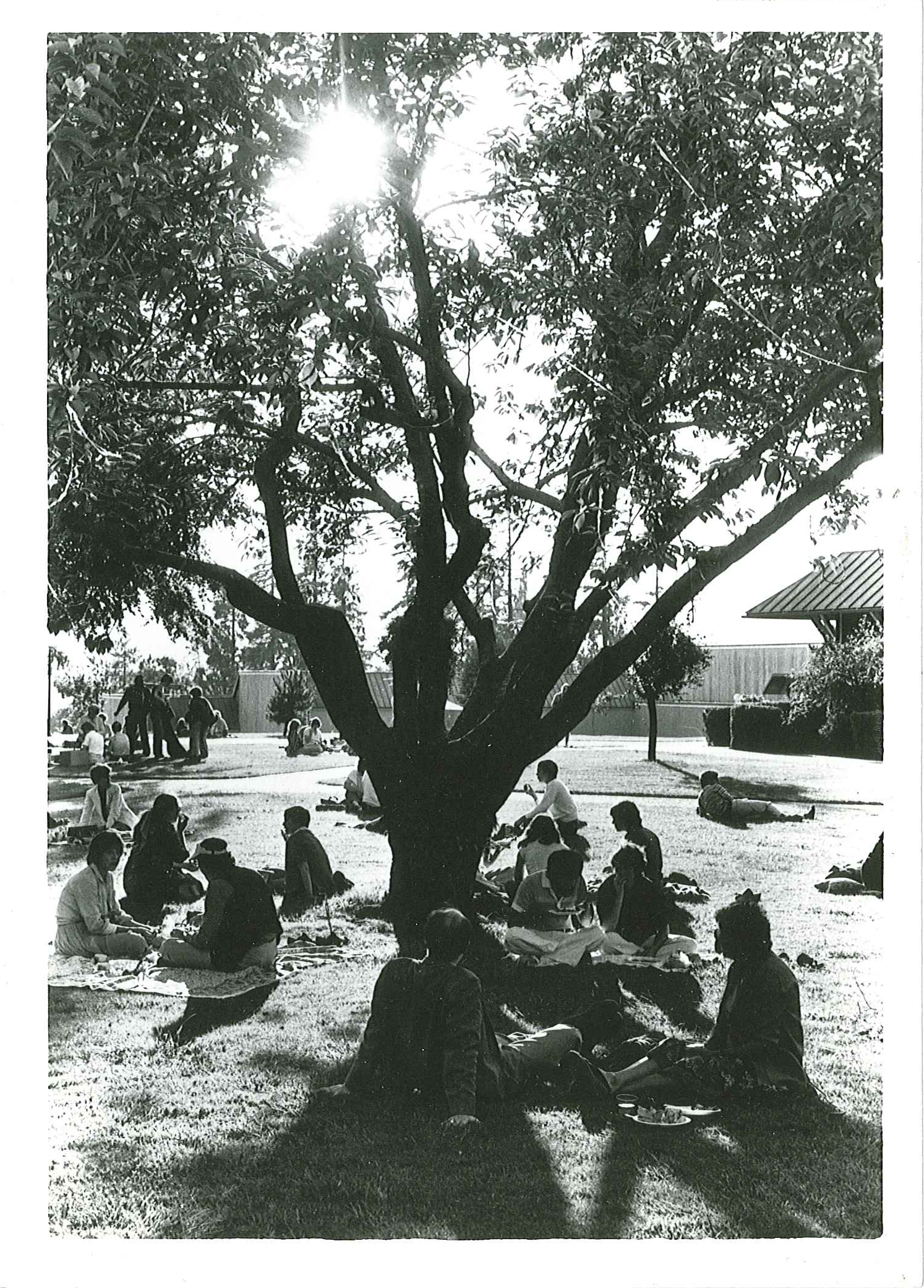 People sitting on a lawn next to a tree