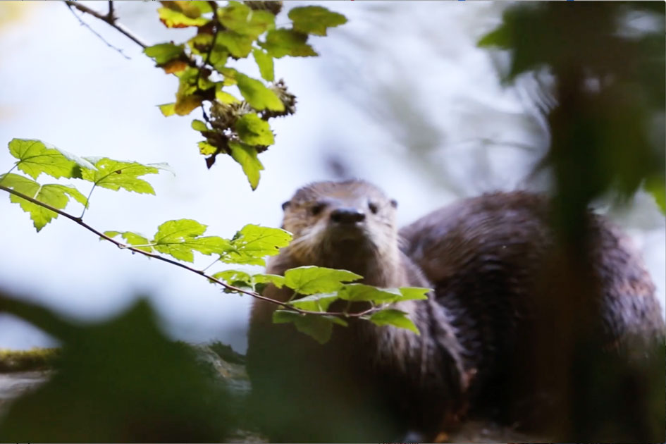 Yes&amp;#8212;you otter be in pictures!