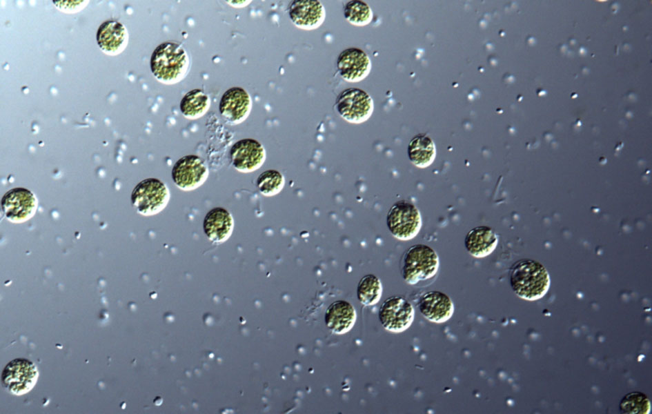 photo of phytoplankton