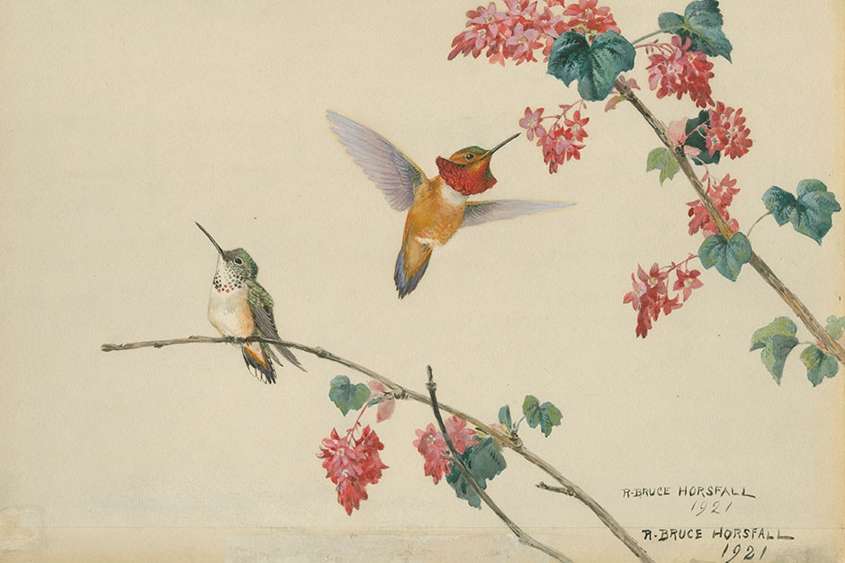 Rufous Hummingbird with red-flowering currant, one of many works of art by R. Bruce Horsfall previously housed at Portland Audubon and preserved by a joint effort between Reed College, the Oregon Historical Society, and Portland Audubon.&amp;#160;