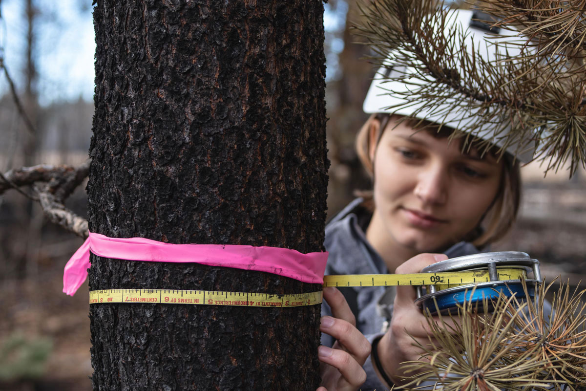 Ariel Patterson &amp;#8217;20&amp;#160;is measuring the DBH (diameter at breast height)&amp;#160;of a ponderosa pine to track the health and growth after prescribed fires.