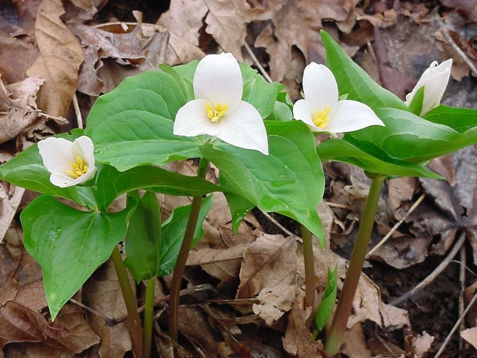 Trilliums are native to the Pacific Northwest and grow in profusion in the Reed Canyon.