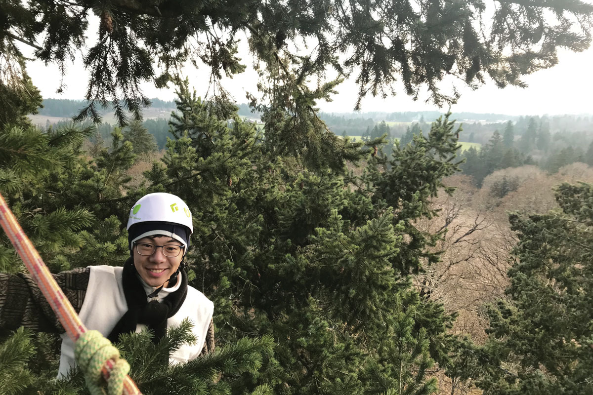Edward Zhu ’19 climbs a 200-foot Douglas-fir to see how tall trees react to rising temperatures.