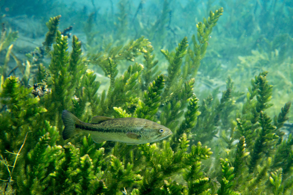 Largemouth bass are among the many species of fish that have been affected by mass-mortality events, also known as "fishkills," in Wisconsin lakes.