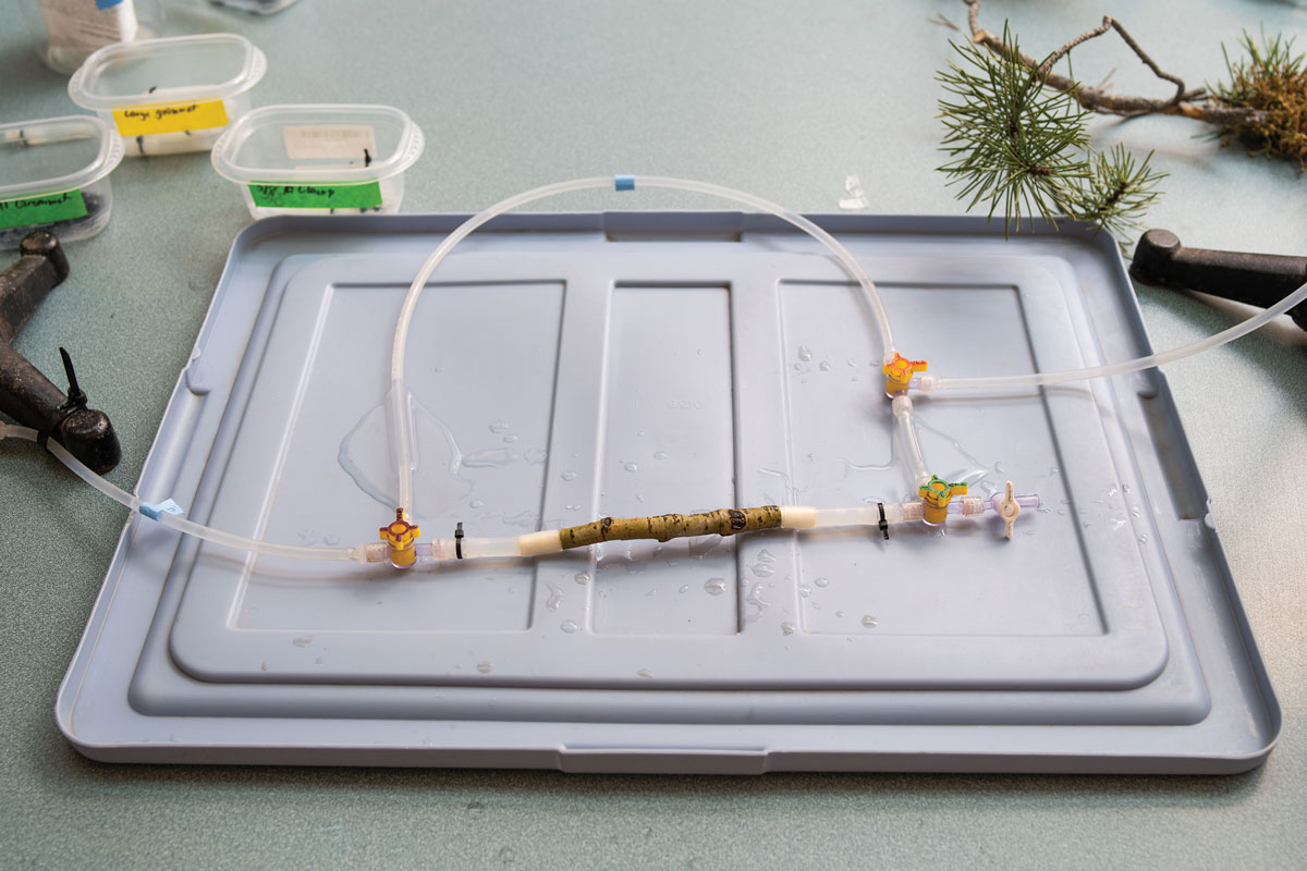 Students measure the rate of water flow through a plant’s stems in the BioBasecamp, a one-of-a-kind mobile laboratory.