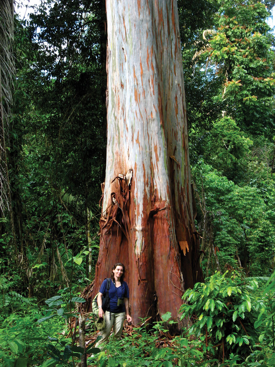 Kinari Webb standing by an enormous tree in the rainforest