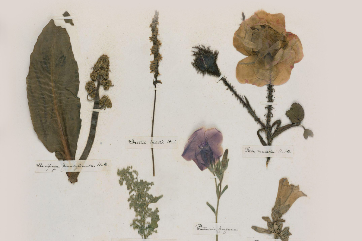 The Botany of Poetry