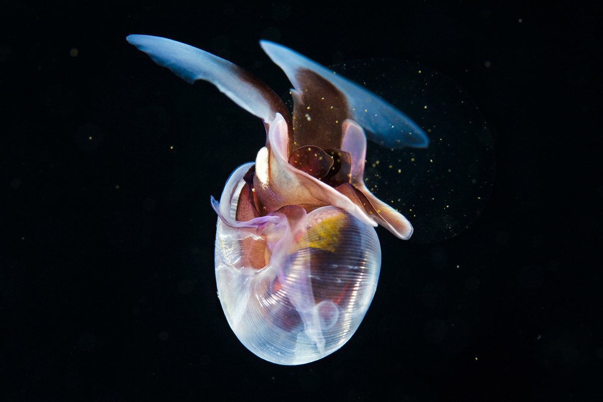 Forging Kinship with the Worlds Around Us