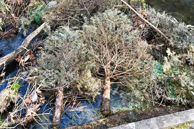 Reed College recycles holiday trees for salmon