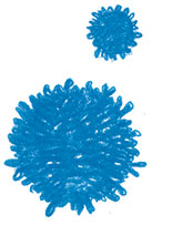 T-cells