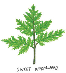 sweet wormwood